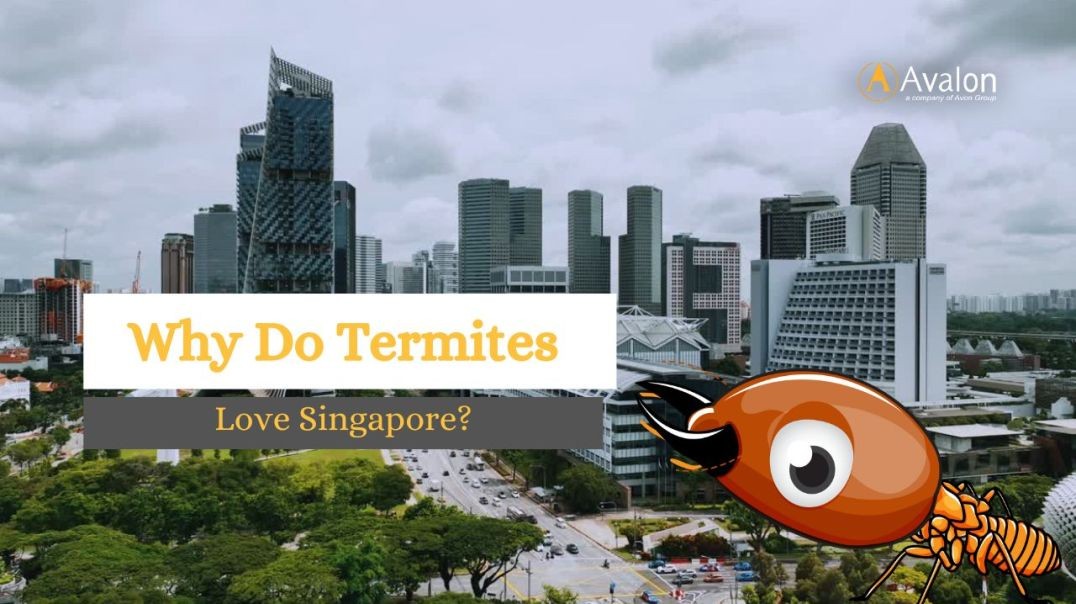 Why Do Termites Love Singapore