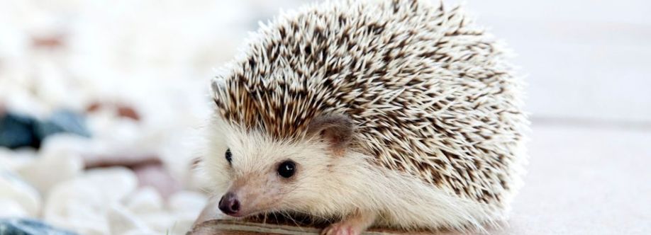Hedgy Life Cover Image