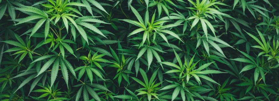 TheGroBro Cover Image