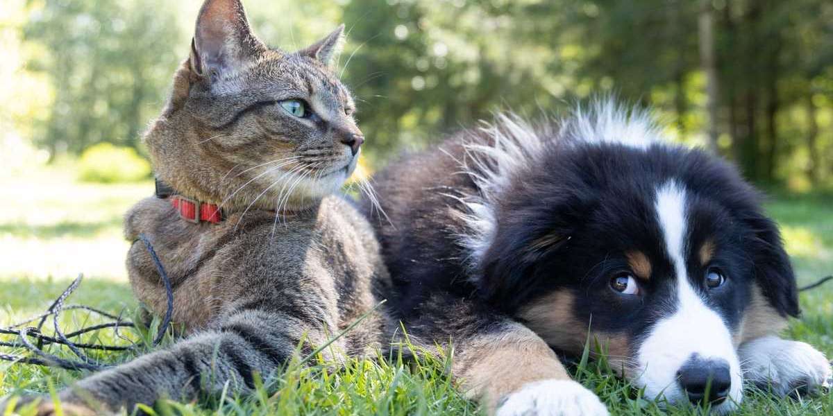 BookMyPet.com: The Ultimate Marketplace for Pet Care Services in Dubai and the UAE
