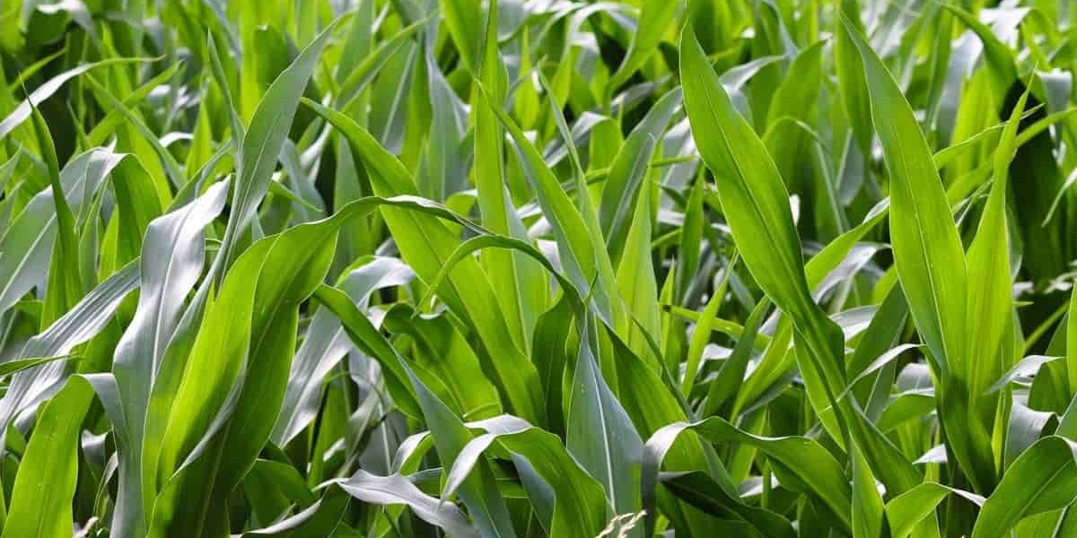 Introducing The Best Farming Tractors For Efficiency