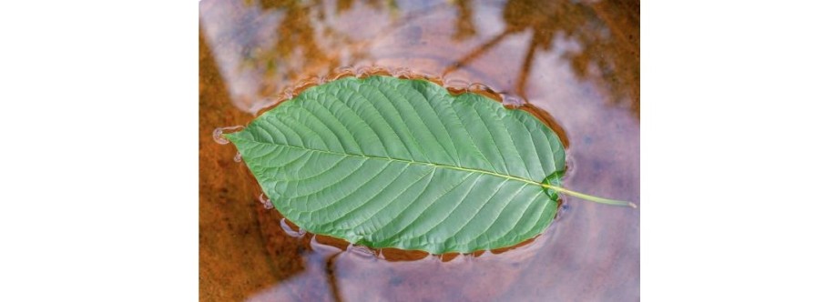 Botanical Remedies LLC Cover Image