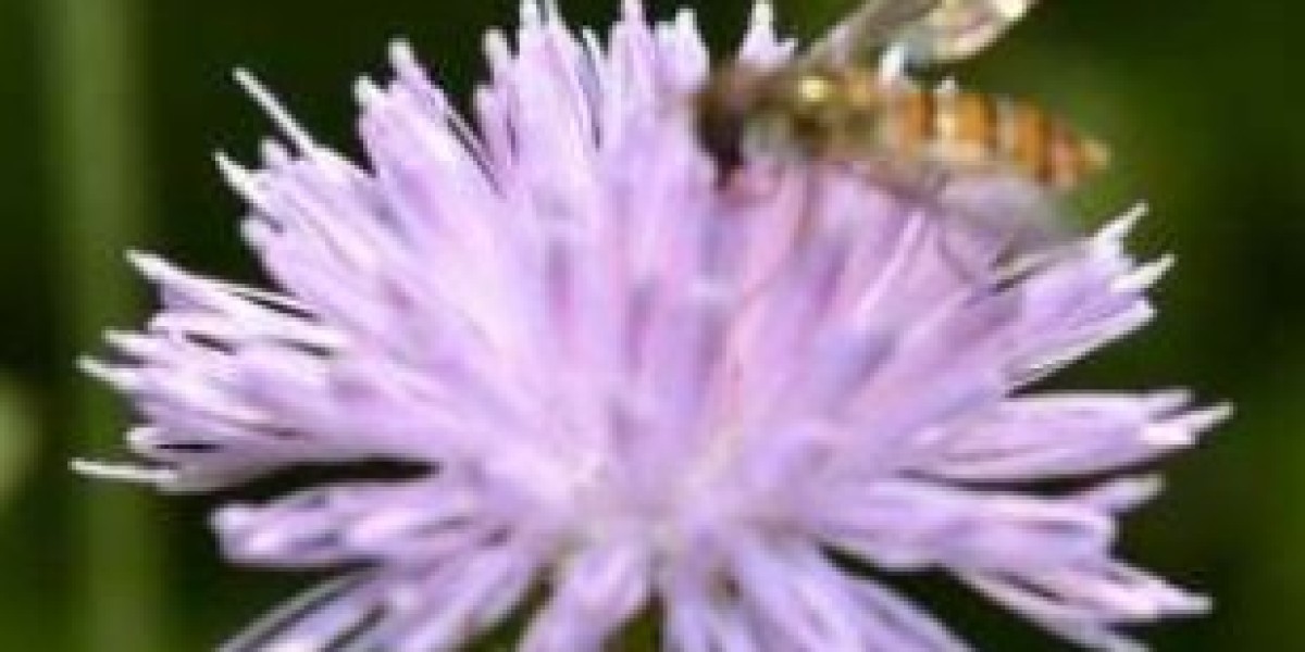 Natural Orthosiphi Herb Extrct	http://www.lsherb.com/