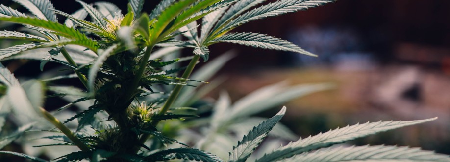 Weed Fans Cover Image