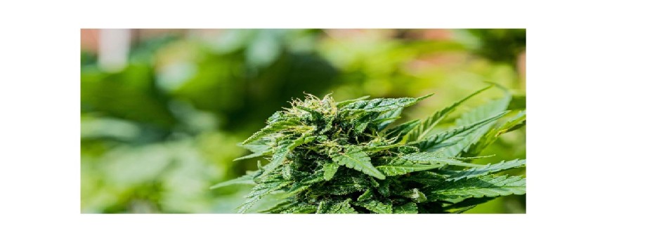 Empire 420 Cover Image
