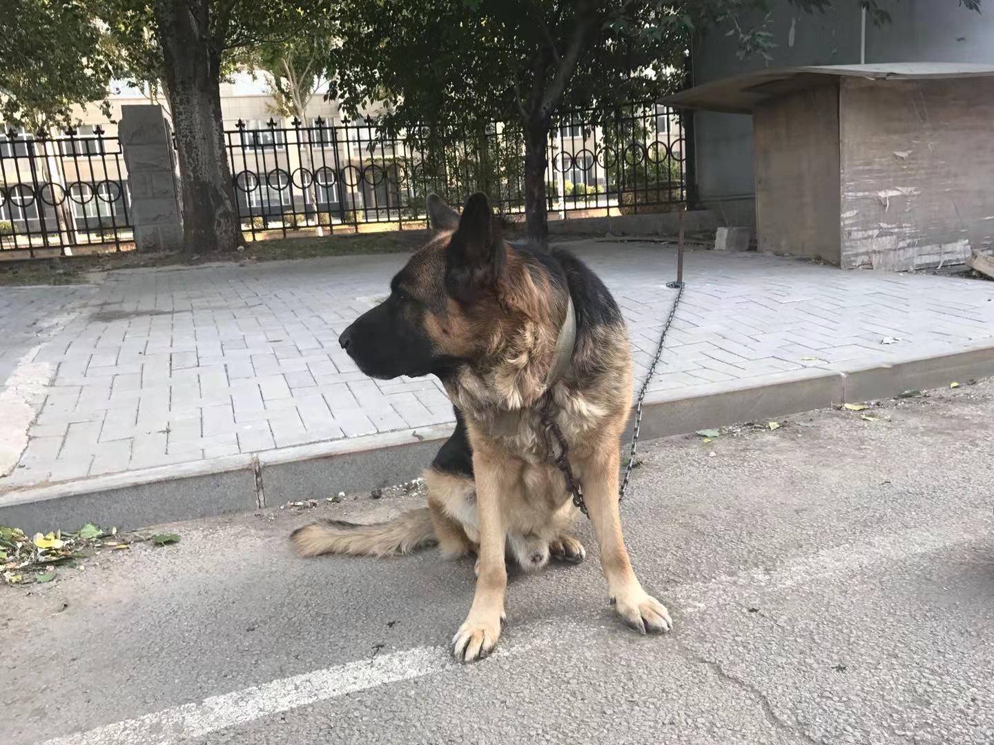Beloved German Shepherd Stolen From Pet Owner's Backyard - No Dogs Left Behind