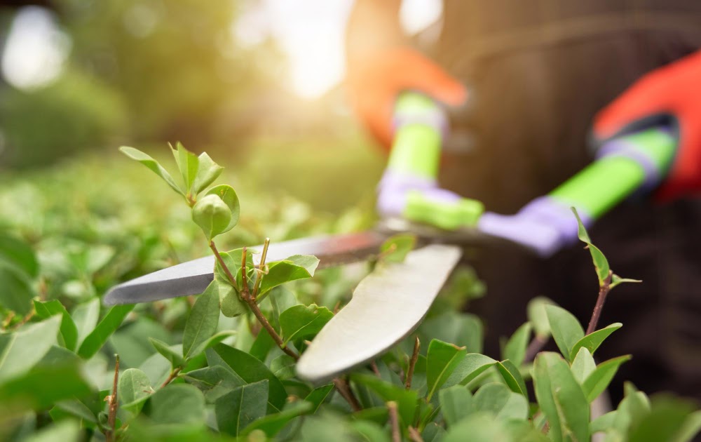 Advantages of chopping down trees that you need to know