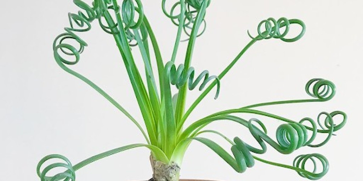 The Enchanting Beauty of the Desert Rose Syngonium