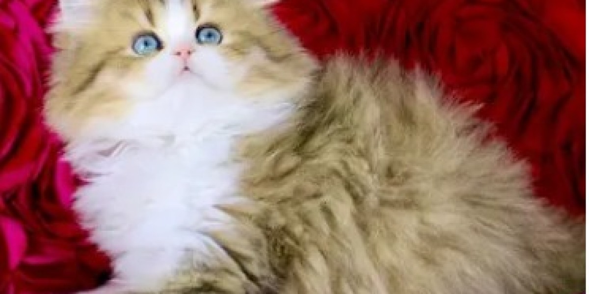 Kitten Cuddles in the Sunshine City: Exploring San Diego's Premier Breeder