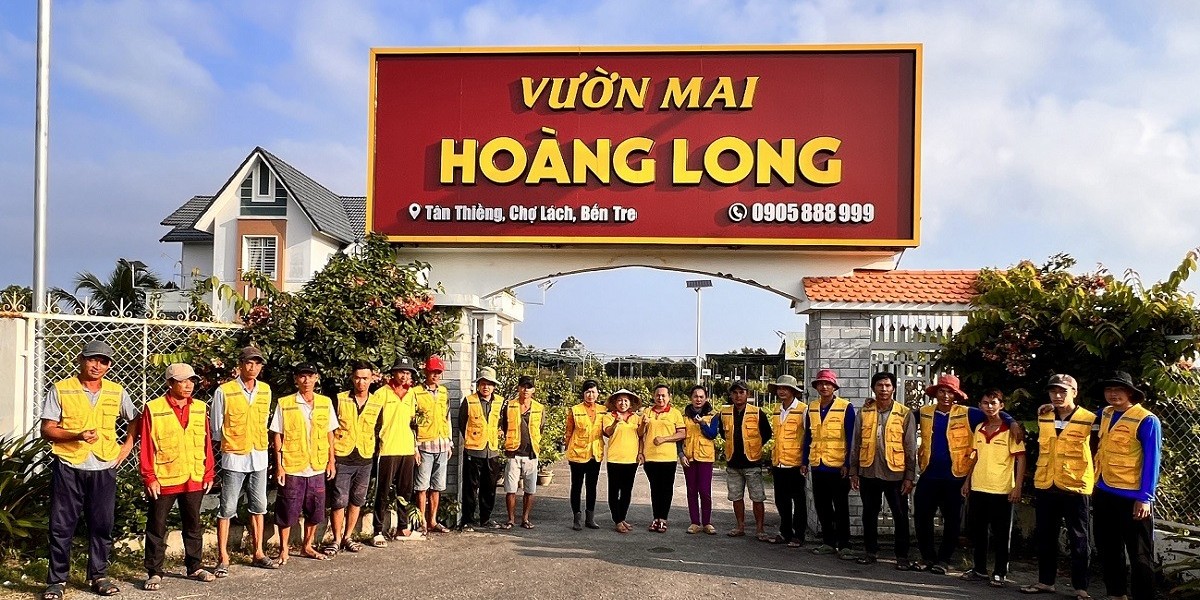 Cách chăm nom mai vàng chuẩn bị đón tết