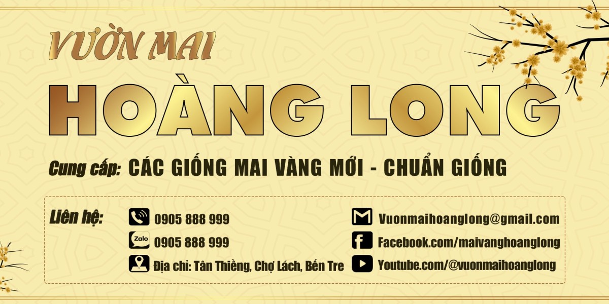 Vệ sinh rể cây và vết cắt của cây mai vàng