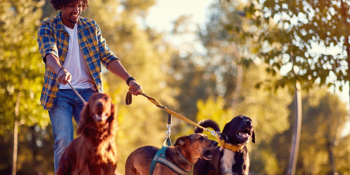 Barking Bliss: Elevate Your Dog's Day with Nose2tail's Derby Dog Walking Service