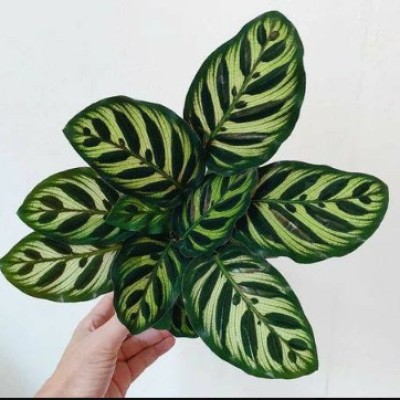 Calathea M Profile Picture