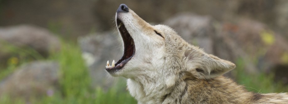 Urban Wildlife control Cover Image