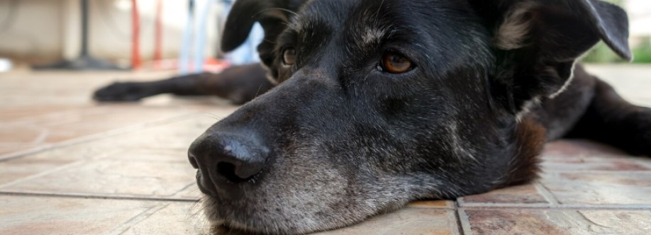 Voice of Stray Dogs Cover Image