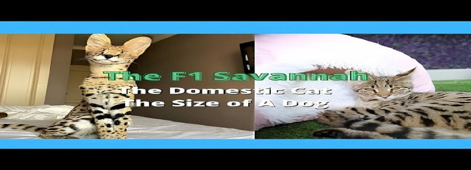 F1 Savannah Cats Cover Image