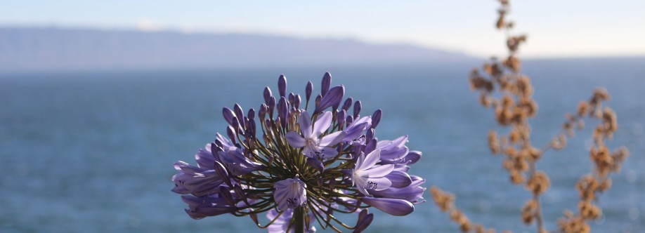 Counselling Lewes Cover Image