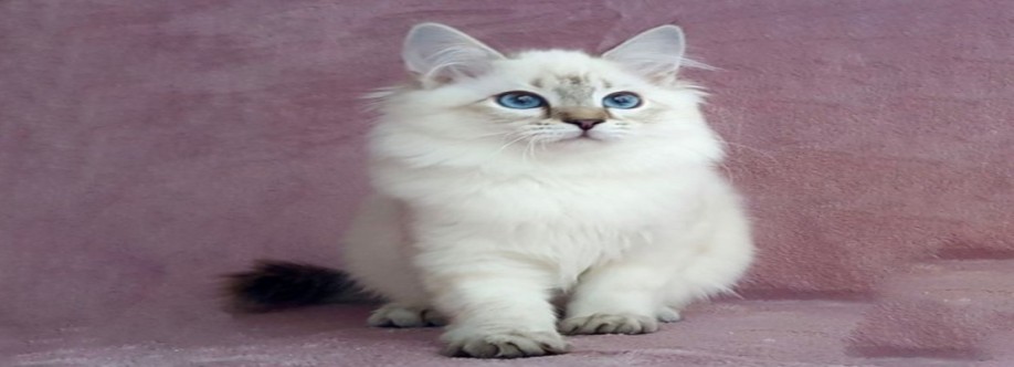 InterpetsNYC CORP Cover Image