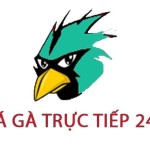 Đá Gà Trực Tiếp 24h Profile Picture