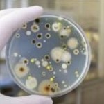 Dangers of Mold Profile Picture