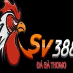 sv388gift Profile Picture