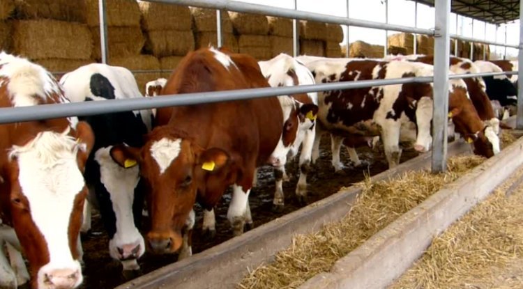 How Does A Top Beef Supplier Help Local Cattle Farmers With Beef Farming In South Africa - Handyclassified
