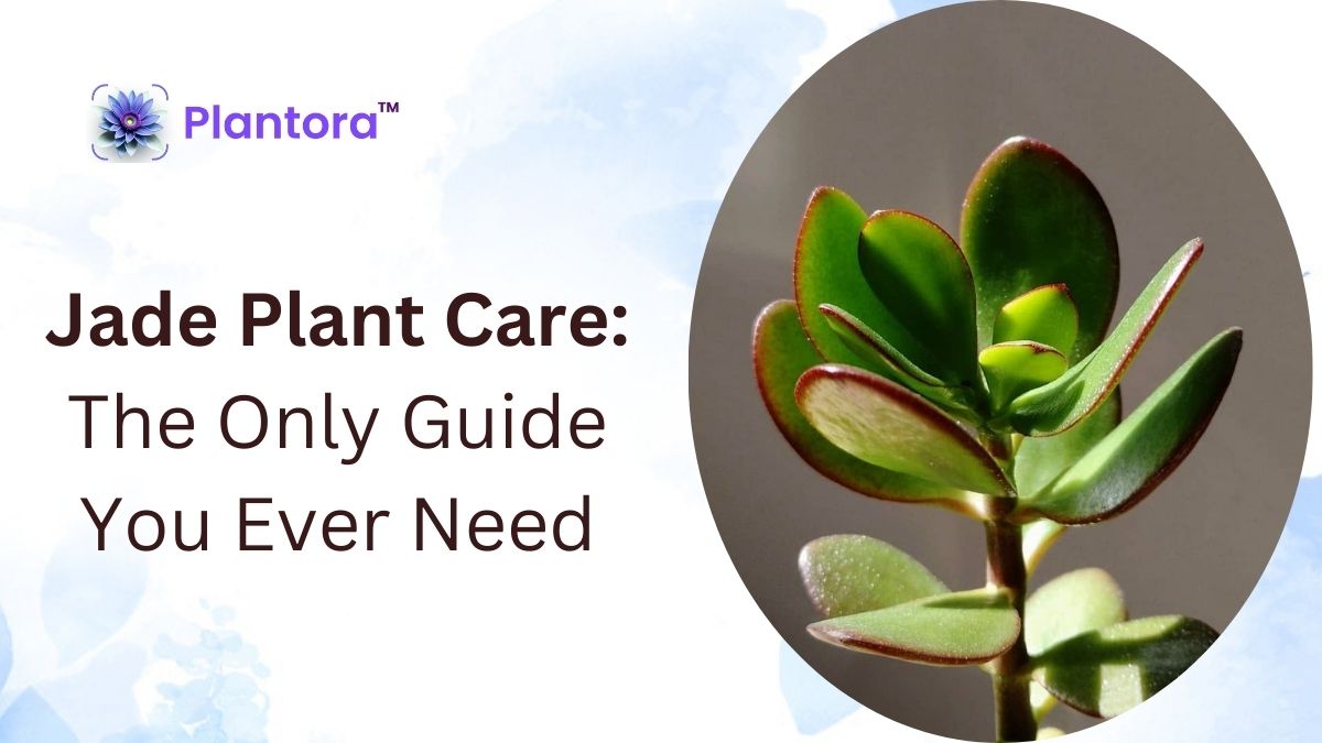 Jade Plant Care: The Only Guide You Ever Need - Plantora