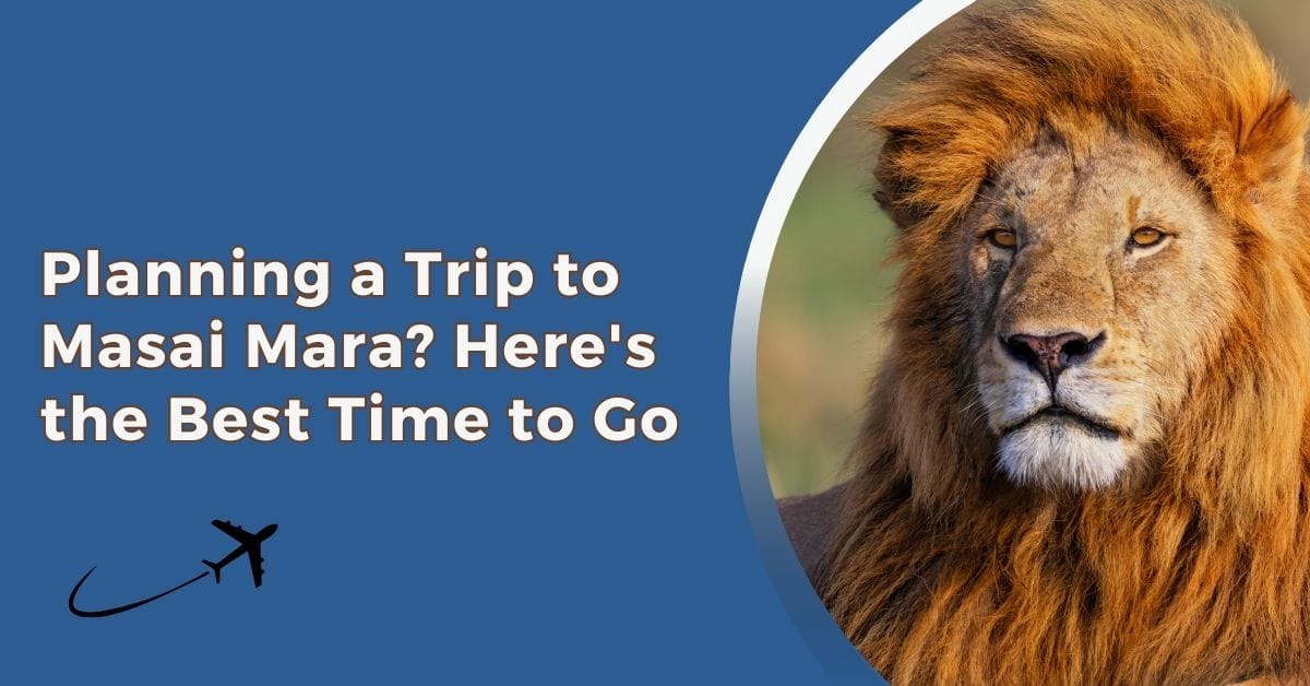 Planning a Trip to Masai Mara? Discover the Best Time to Visit