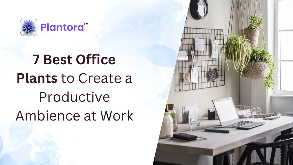 7 Best Office Plants to Create a Productive Ambience at Work - Plantora