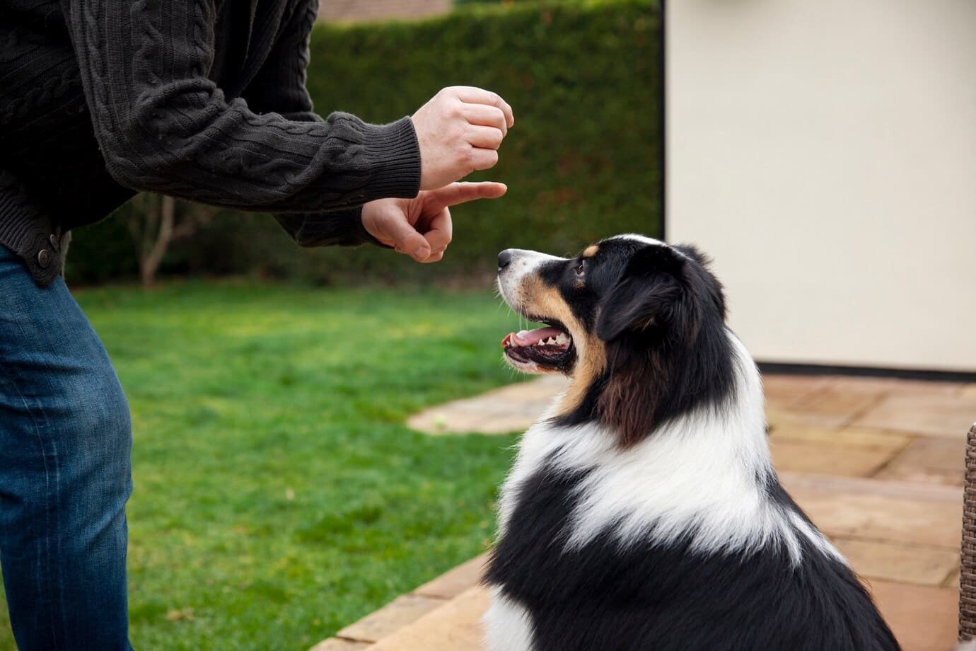 Effective Strategies for Indoor Obedience Training - dogstrainingdubai.com