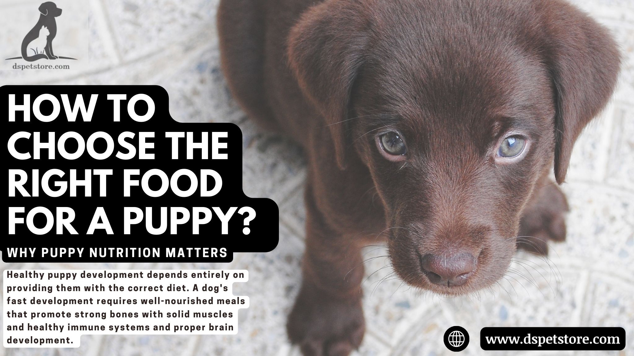 How to Choose the Right Food for a Puppy? A Complete Guide for Pet Parents