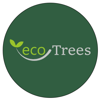 Paulownia-Holz zum besten Preis bei ecoTrees AG kaufen