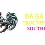 Đá Gà Cựa Dao Philippin Profile Picture