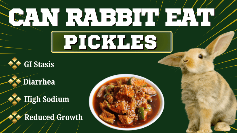 Can Rabbits Eat Pickles? A Guide for Pet Owners
