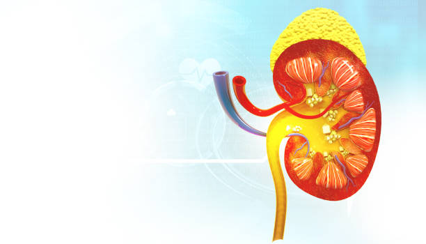Leading Kidney Specialists in Salem: Expert Care for Your Kidney...