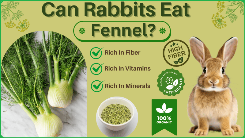 Can Rabbits Eat Fennel? Leaves, Seeds, Flowers, Greens, & Tops