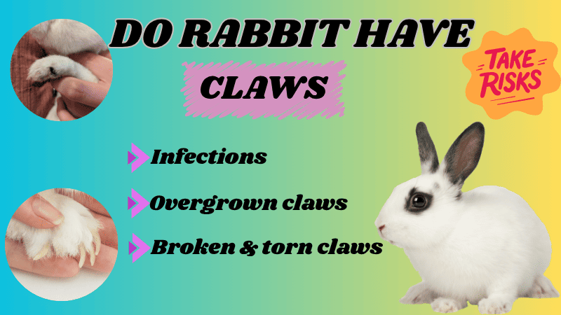 Do Rabbits Have Claws? A Guide to Bunny Anatomy - Rabbits Advisor