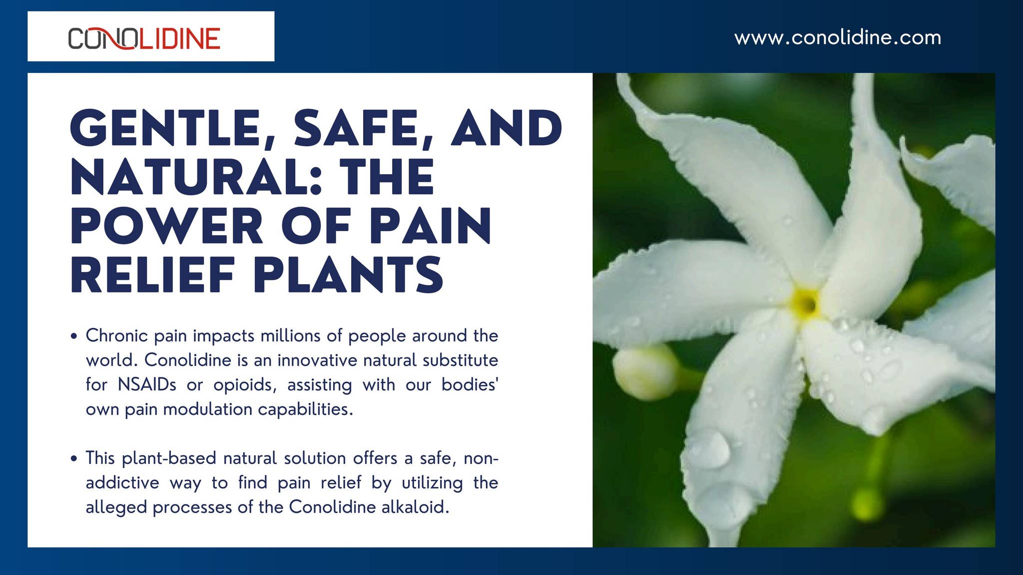 Gentle, Safe, and Natural: The Power of Pain Relief Plants