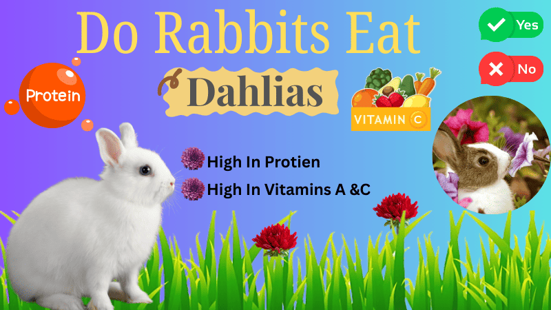 Do Rabbits Eat Dahlias (Plants & Flowers)? Yes or Not - Rabbits Advisor
