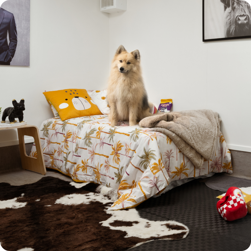 Boujee Boarding Auckland - K9 Heaven