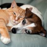 Ashley Wildlife Control Profile Picture