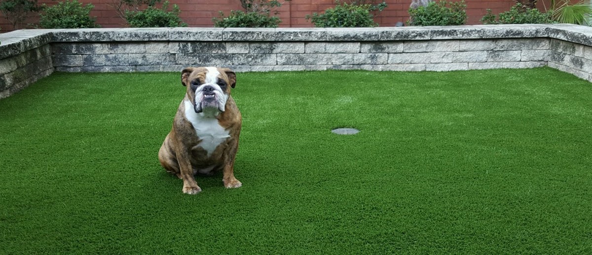 How to Keep Your Pet Safe on Backyard Putting Greens in Austin