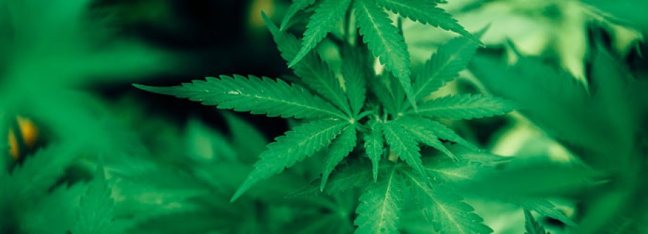 Pennsylvania MMJ Card Doctor Cover Image