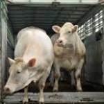 D and D Trailers Profile Picture