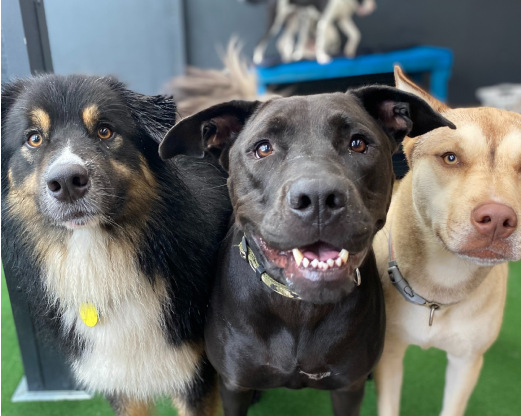 Doggy Daycare in Auckland - A Paradise for Dogs | K9 Heaven