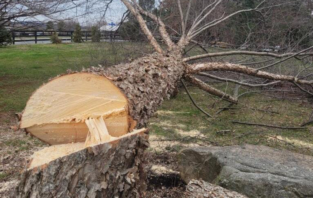 Tree Removal Service in Leesburg VA | Tree Services Leesburg